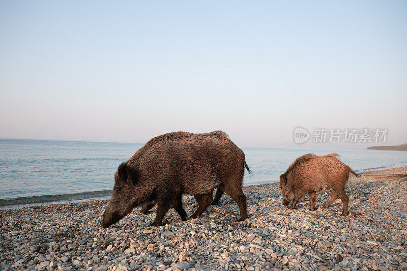 野猪(Sus scrofa)，欧亚野猪